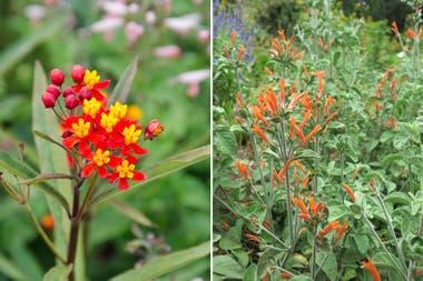 Izq.: Asclepias curassavica. Der.: Dicliptera suberecta