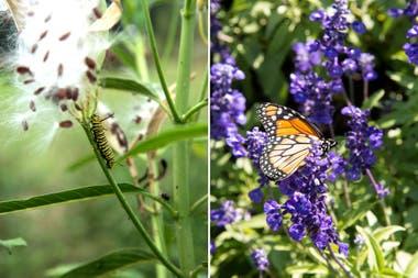 Plantas que atraen Mariposas