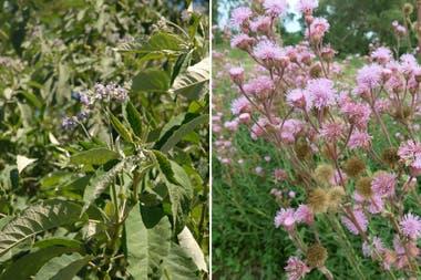 Izq.: Solanum granuloso-leprosum. Der.: Eupatorium macrocephalum