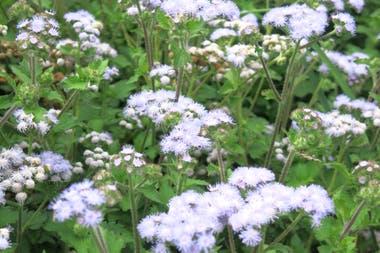 Ageratum