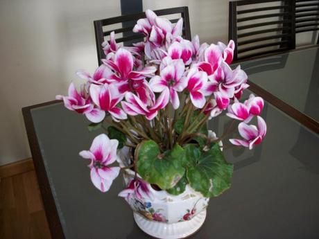 Cyclamen plantacion