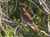 Pajareo aeronáutico