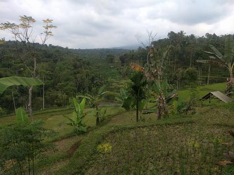 Lombok. Visita a Tetebatu: arrozales y más IMG_20190810_130305