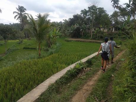 Lombok. Visita a Tetebatu: arrozales y más IMG_20190810_124941