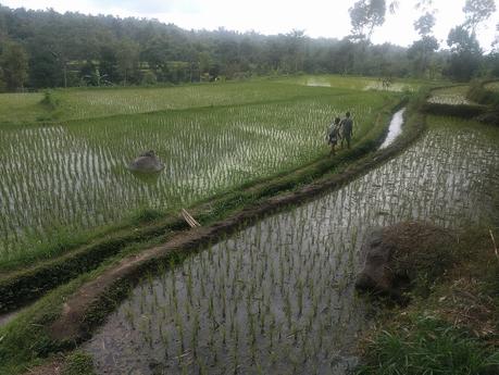 Lombok. Visita a Tetebatu: arrozales y más IMG_20190810_143113