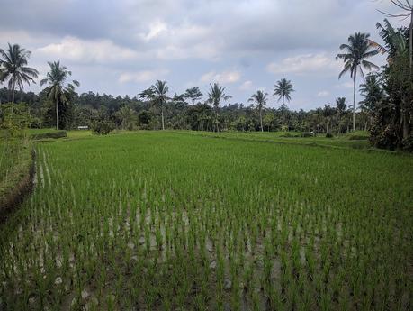 Lombok. Visita a Tetebatu: arrozales y más IMG_20190810_124314