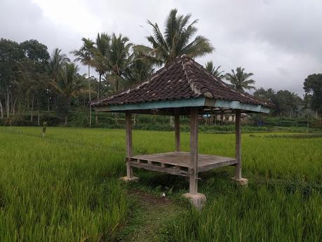 Lombok. Visita a Tetebatu: arrozales y más IMG_20190810_144452