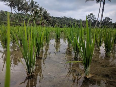 Lombok. Visita a Tetebatu: arrozales y más IMG_20190810_133813