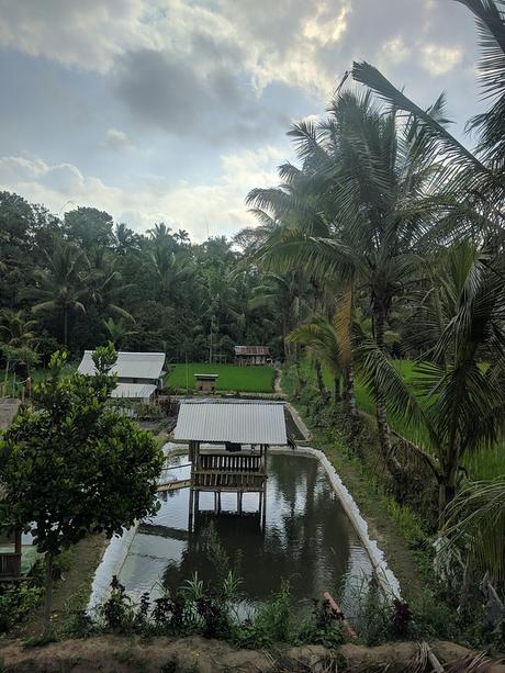 Lombok. Visita a Tetebatu: arrozales y más IMG_20190810_154124
