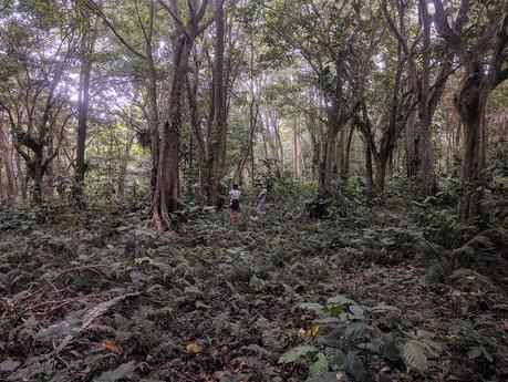 Lombok. Visita a Tetebatu: arrozales y más IMG_20190810_135451