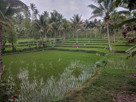 Lombok. Visita a Tetebatu: arrozales y más IMG_20190810_154355
