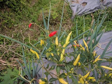 Lombok. Visita a Tetebatu: arrozales y más IMG_20190810_133057