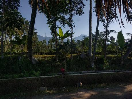 Lombok. Visita a Tetebatu: arrozales y más IMG_20190811_083112
