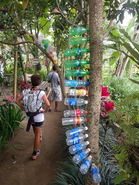 Lombok. Visita a Tetebatu: arrozales y más IMG_20190810_144816