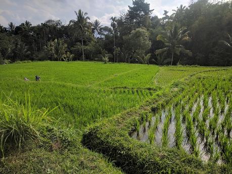 Lombok. Visita a Tetebatu: arrozales y más IMG_20190810_153910