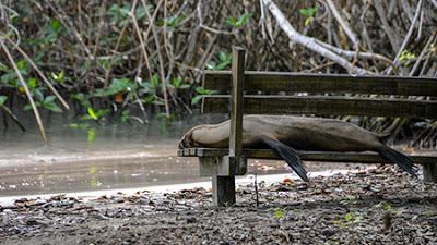 Siesta junto al mangle