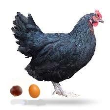 ...COMO UN HUEVO A UNA CASTAÑA ...COMO UN HUEVO A UNA CASTAÑA