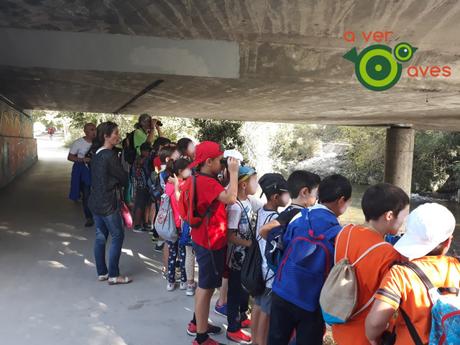 Carboneros, lavanderas, papamoscas y madroños al lado del cole