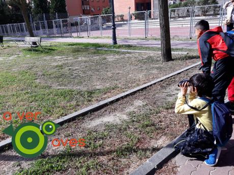 Carboneros, lavanderas, papamoscas y madroños al lado del cole