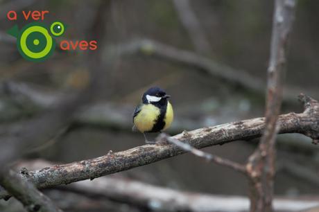 Carboneros, lavanderas, papamoscas y madroños al lado del cole