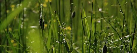 Salón del Árbol 2019: Programación artística