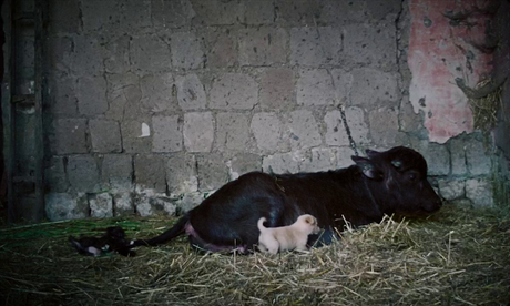 Bella e perduta - 2015