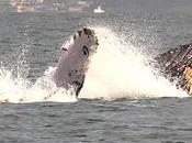 Cuándo dónde ballenas México