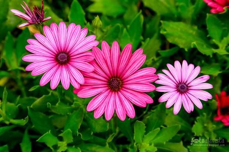 Familia floral - Fotografía