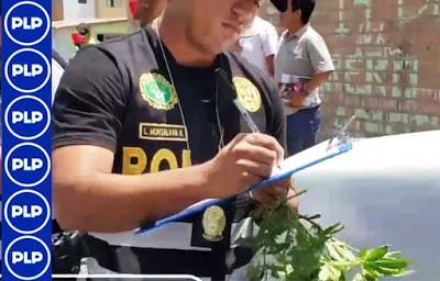 En Huacho: HALLAN MARIHUANA SEMBRADA EN PLENA VÍA PÚBLICA...