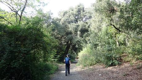 Paseo por el Fondal de la Budellera | Serra de Collserola