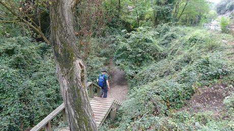 Paseo por el Fondal de la Budellera | Serra de Collserola