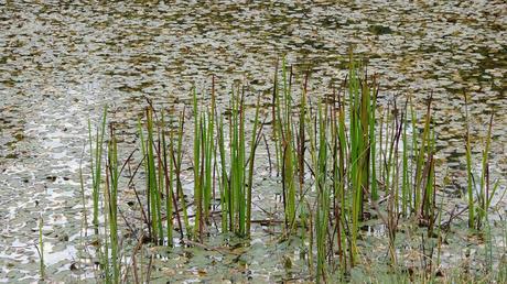 Estany d'en Roca | Vilaró (Vall de Ribes) Estany d'en Roca | Vilaró (Vall de Ribes)