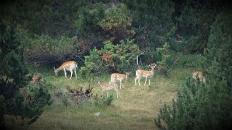De les Planes de Son a las Estanyeres | Pallars Sobirà De les Planes de Son a las Estanyeres | Pallars Sobirà