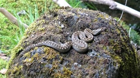Explorando el Bosc dels Cirerers desde el refugi del Fornet | Pallars Sobirà