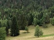 Explorando Bosc dels Cirerers desde refugi Fornet Pallars Sobirà