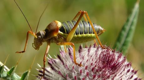 Del refugi del Gerdar a la cascada de Gerber | Pallars Sobirà Del refugi del Gerdar a la cascada de Gerber | Pallars Sobirà