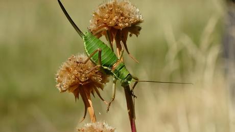 Del refugi del Gerdar a la cascada de Gerber | Pallars Sobirà Del refugi del Gerdar a la cascada de Gerber | Pallars Sobirà