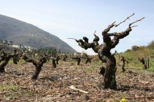 Las hijas de la tierra (Alaitz Leceaga)