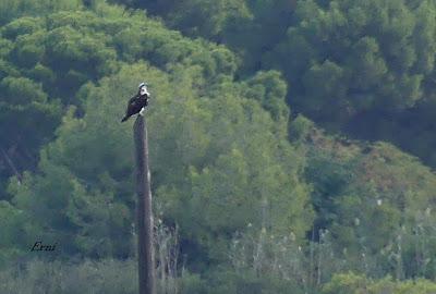 EL CALAMÓN Y COMPAÑÍA