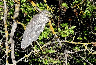 EL CALAMÓN Y COMPAÑÍA