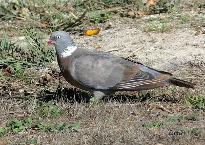 EL CALAMÓN Y COMPAÑÍA