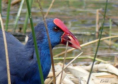 EL CALAMÓN Y COMPAÑÍA