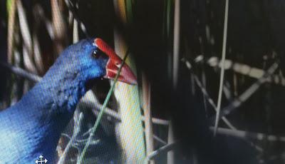 AVES MALLORQUINAS COMO OBJETIVO