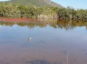 Aves mallorquinas como objetivo