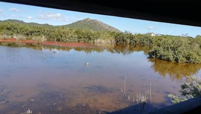 AVES MALLORQUINAS COMO OBJETIVO