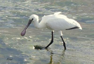 FESTIVAL DE LA MIGRACIÓN DE LAS AVES 2019
