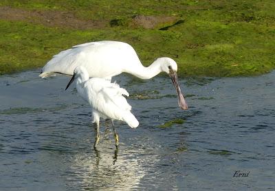 FESTIVAL DE LA MIGRACIÓN DE LAS AVES 2019