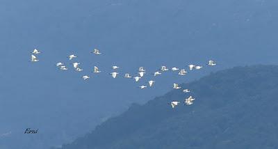 FESTIVAL DE LA MIGRACIÓN DE LAS AVES 2019