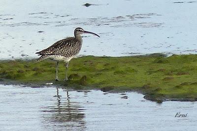 FESTIVAL DE LA MIGRACIÓN DE LAS AVES 2019