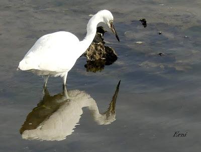 FESTIVAL DE LA MIGRACIÓN DE LAS AVES 2019